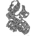 Thumbnail photo of Rocaille Illustration - Black and White