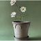 Thumbnail photo of Elizabeth Plant Pot