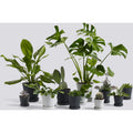 Thumbnail photo of Flowerpot With Saucer, Large Ø17.5 Cm