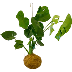 Photo of Planteplaneter