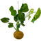 Thumbnail photo of Planteplaneter