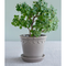 Thumbnail photo of Copenhagen Plant Pot