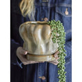 Thumbnail photo of Hollis Urtepotte