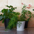 Thumbnail photo of Flowerpot With Saucer, XXL Ø26 Cm