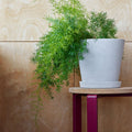 Thumbnail photo of Flowerpot With Saucer, XXL Ø26 Cm