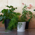 Thumbnail photo of Flowerpot With Saucer - XL Ø21.5 Cm