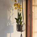 Thumbnail photo of Phanta Plant Hanger