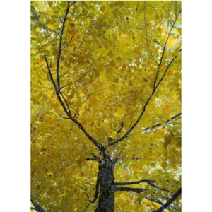 Photo of Large Lemon tree, 2013