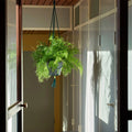 Thumbnail photo of Phanta Plant Hanger