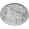 Thumbnail photo of Calipso Ceiling Lamp