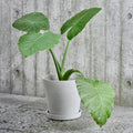 Thumbnail photo of Flowerpot With Saucer, Large Ø17.5 Cm